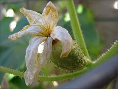 Little cucumber