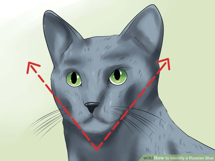 Identify a Russian Blue Step 5 Version 2.jpg