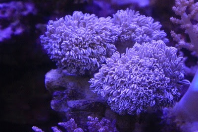 チガイウミアザミの飼育方法 餌 水流 水質 光 毒 通販 マリンアクアリウム総合情報サイト