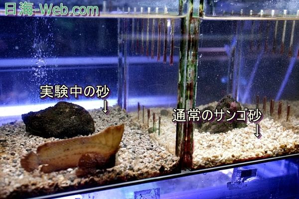 実験中の底砂 これ いいかも 店内での出来事 海水魚のパイオニア 日海センター 日海フィッシュコム