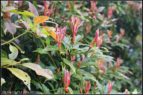 DSC01344_nEO_IMG