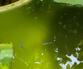 グリーンウォーター アオコのメリット デメリットと有効な使い方