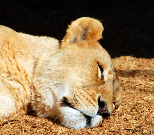 Lioness
