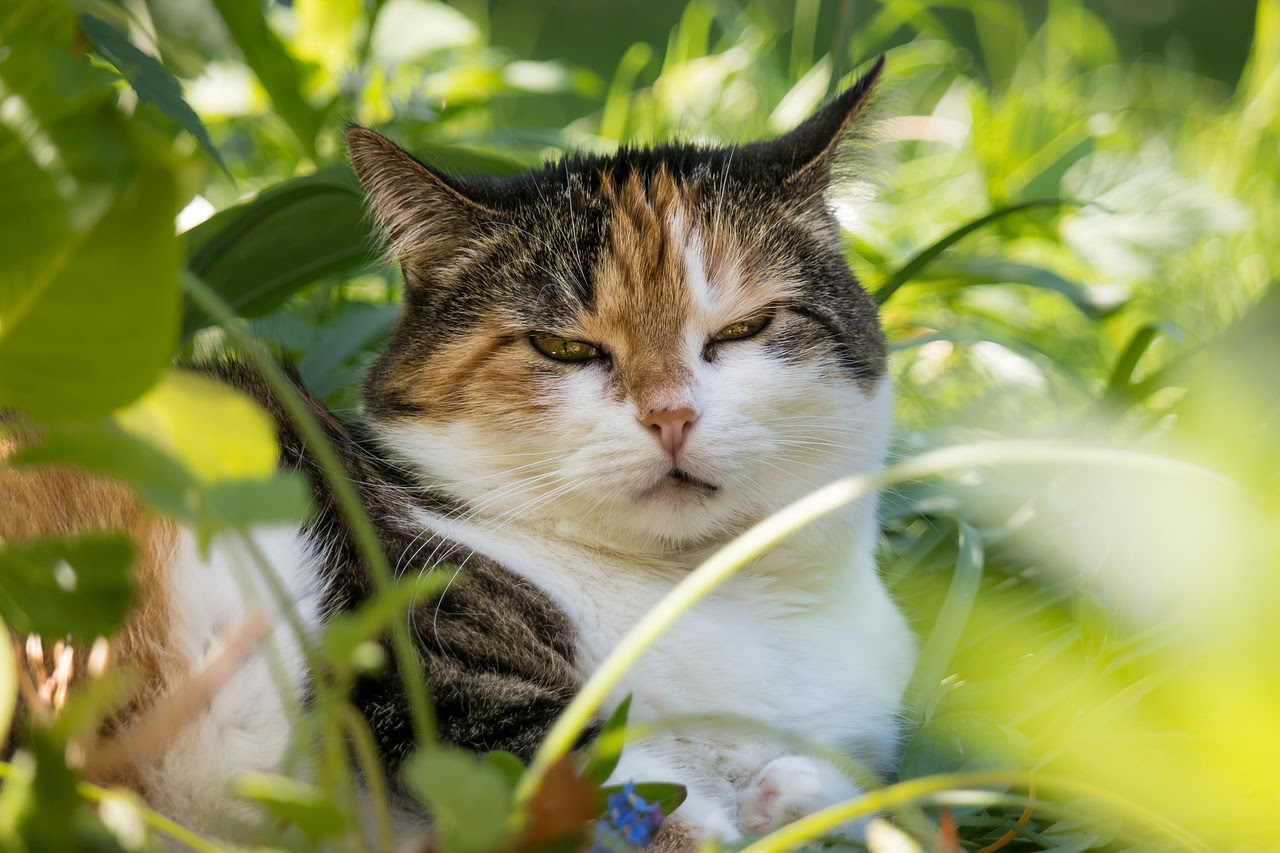 猫のまばたきは挨拶の意味だけじゃない まばたきの理由と注意したい病気について