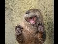 Funny Pictures Of Animals Doing Funny Things