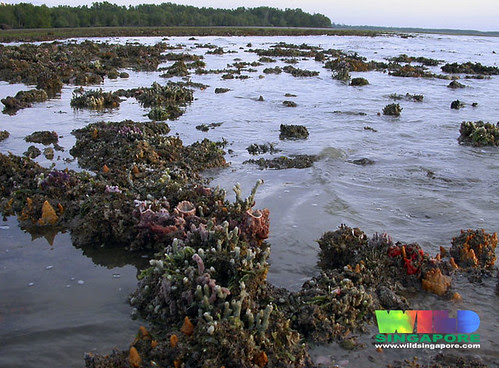 Rich coral rubble of Chek Jawa