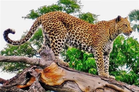 mengenal macan tutul jawa  halaman bobogridid