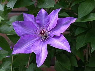 Clematis Series