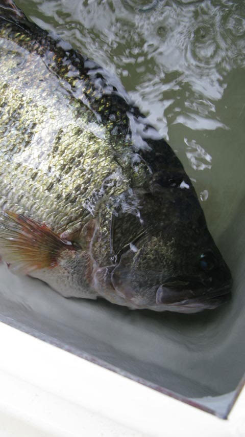 琵琶湖でブラックバス世界記録