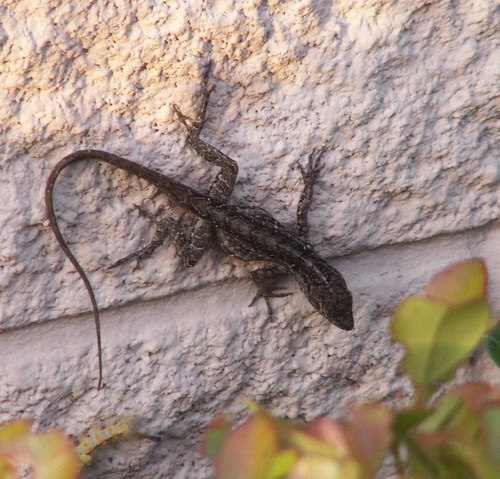 Anole