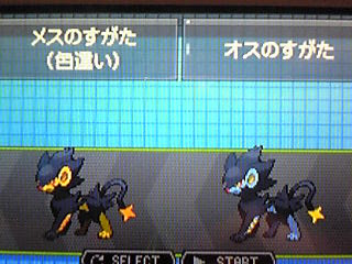 September Rain 色違いポケモン捕獲 色違いシンオウ地方