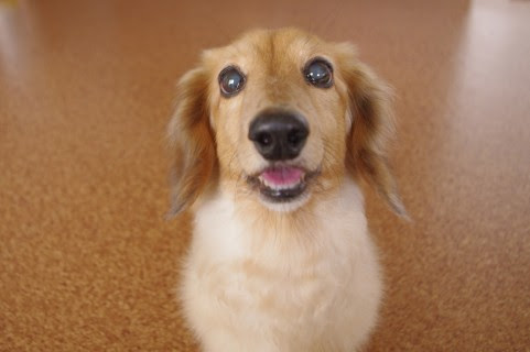 かわいい動物に会える 新宿 渋谷 横浜など首都圏のカフェ レストランまとめ ぐるなび みんなのごはん