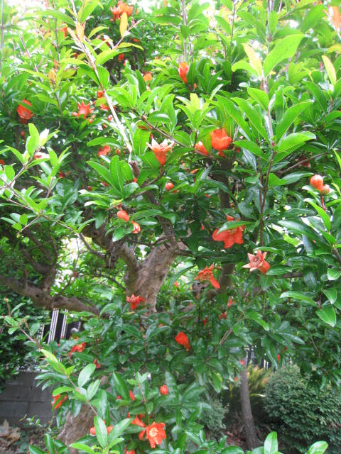 まきの しょうこのあれこれ日記 ざくろの花は何だか悲しい