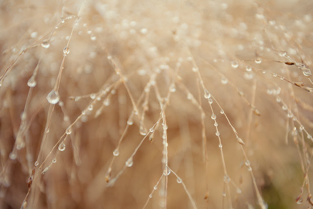 Bokehlicious raindrops!