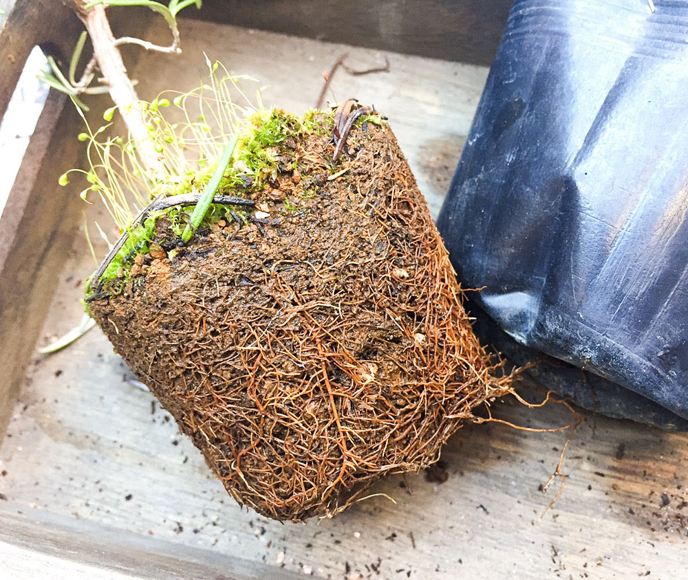 ハーブ ローズマリー苗をイケア缶に植え替えて室内で楽しむ Kobiのシークレットガーデン 観葉植物 多肉植物の育て方