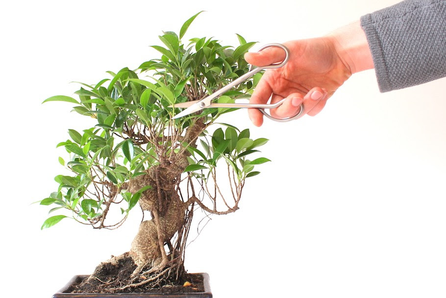 Tailler un Bonsa couper des branches pour former l arbre Tailler un Bonsa couper des branches pour former l arbre