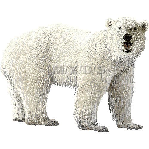 北極熊 ホッキョク グマ 白熊 シロクマのイラスト 条件付フリー素材集