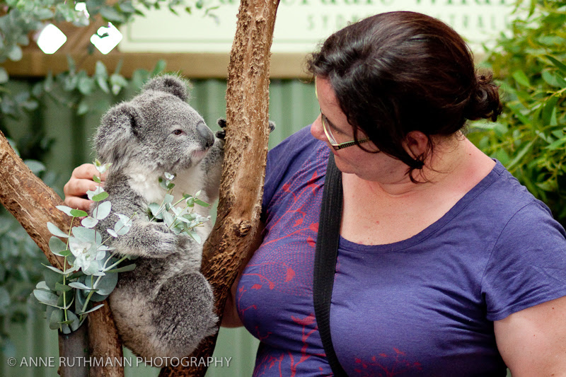 Cuddling a Koala at Featherdale Wildlife Park