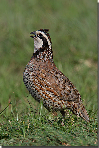 quailbobwhite.jpg