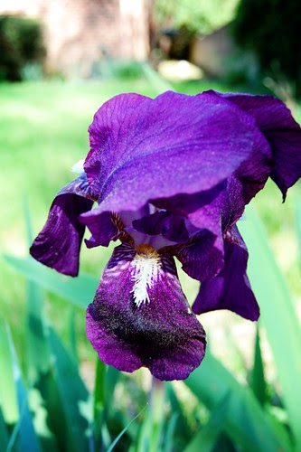 Iris