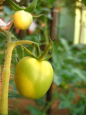 Cures for Tomato Plant Fungus (with Pictures) | eHow