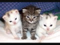 [Le plus préféré] bébé chat a vendre 262855-Nombre de bébé chat