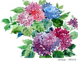 紫陽花の挿し木に最適な時期はいつ 失敗しないための注意点