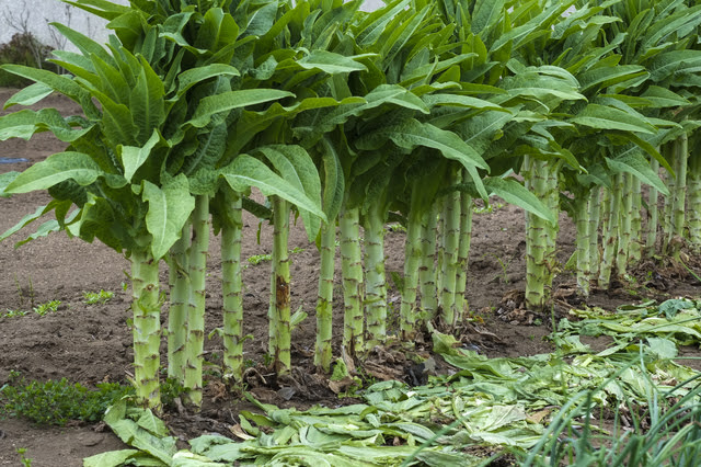 茎レタスの育て方 色々な育て方の情報 育て方ボックス