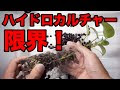 選択した画像 ハイドロカルチャー 水やり タイミング 200185
