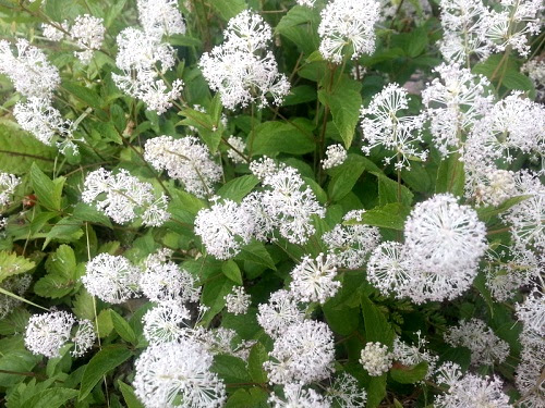New Jersey Tea Root - Ceanothus americanus | Root Buyer