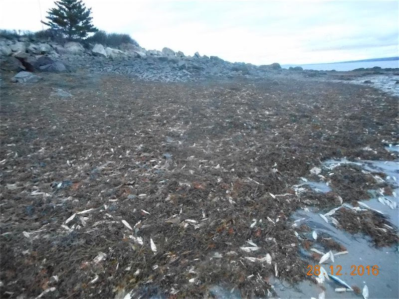 More than 20,000 dead fish mysteriously washed up in Nova Scotia