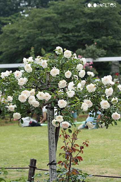 白いバラの木 White