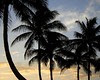 PrettyPalms