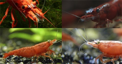 Neocaridina Shrimp Disease
