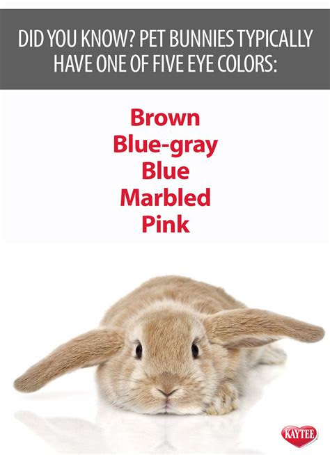  what color eyes does your pet have learn more facts about your bunny