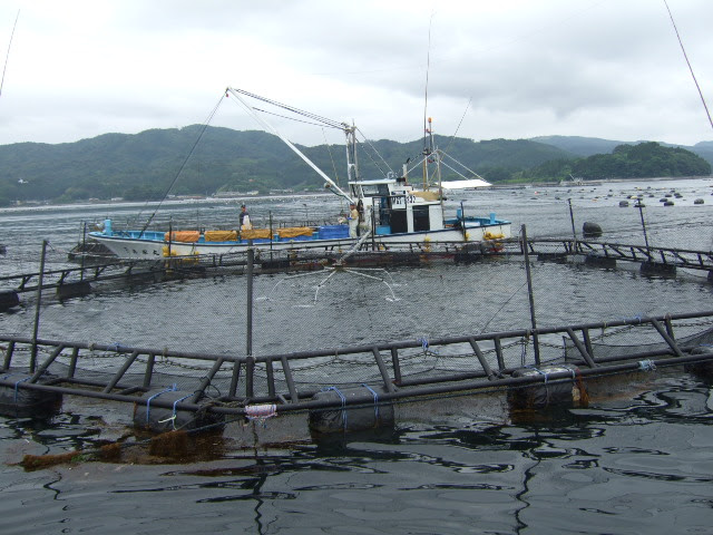 南三陸町 ギンザケ養殖発祥の地で銀鮭料理 サエモン みちのく仙台 美味究真