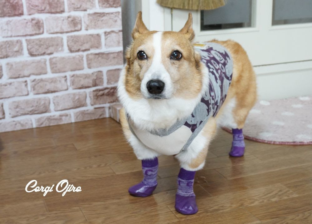 犬の靴 靴下専門店 Docdog コーギーo次郎とまったり生活