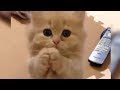 最高のコレクション おもしろ 可愛い 子猫 画像 219839