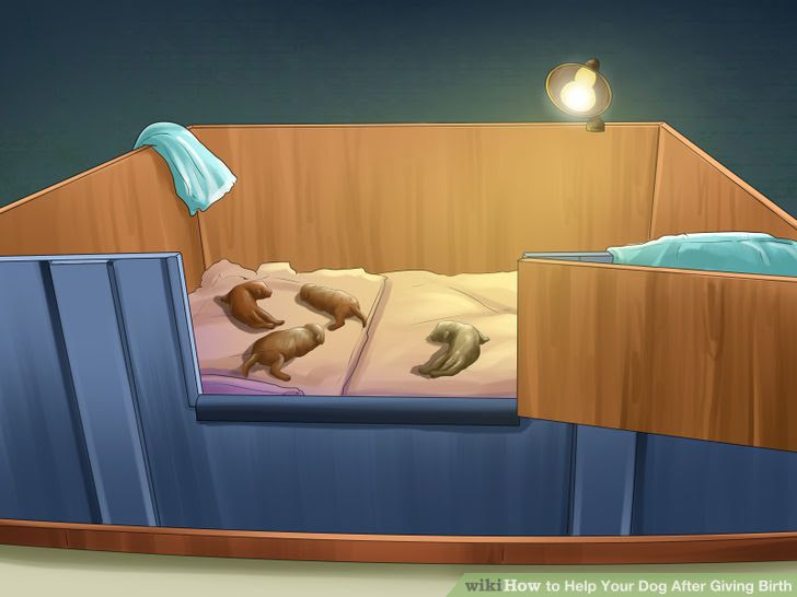 Help Your Dog After Giving Birth Step 10 Version 4.jpg