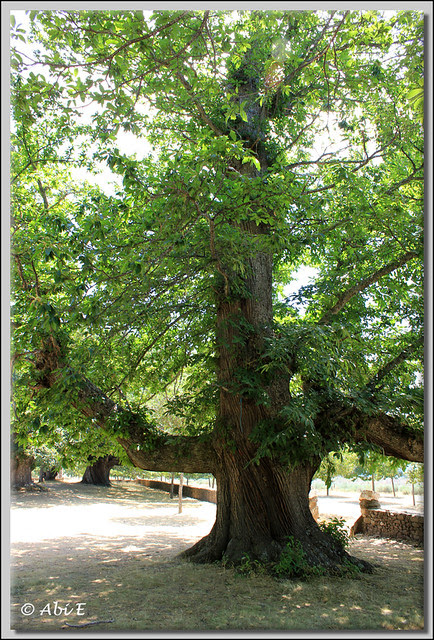 2 Castaño de la Alcobilla