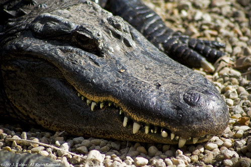 Gator 2