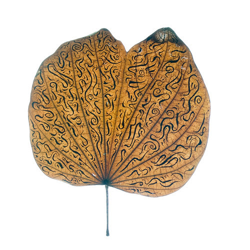 Leaf Tattoo A delicate jobbie this one one misguided breath and the leaf