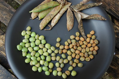 Irish Prean seeds