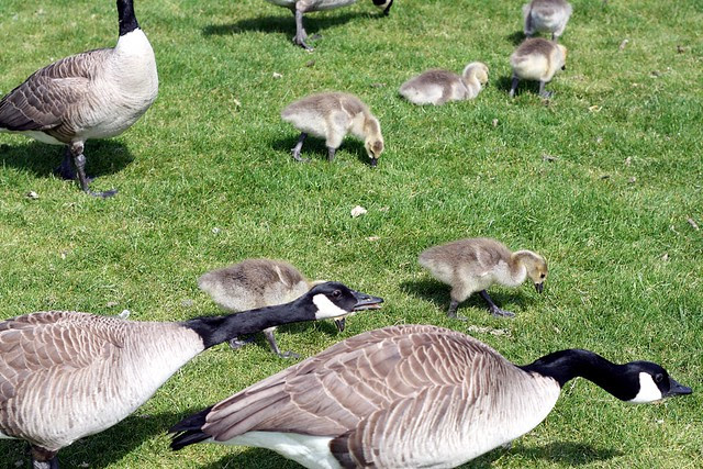 goslings, waterfront park, may '09