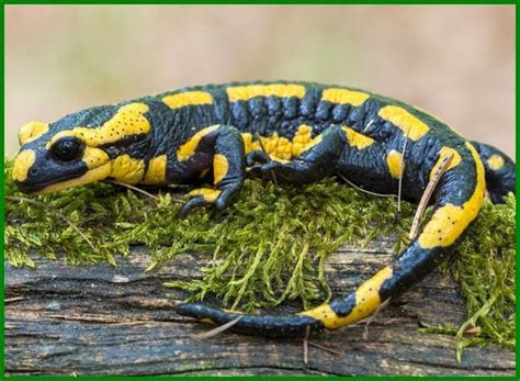 gambar haiwan salamander ikan high resolution stock photography