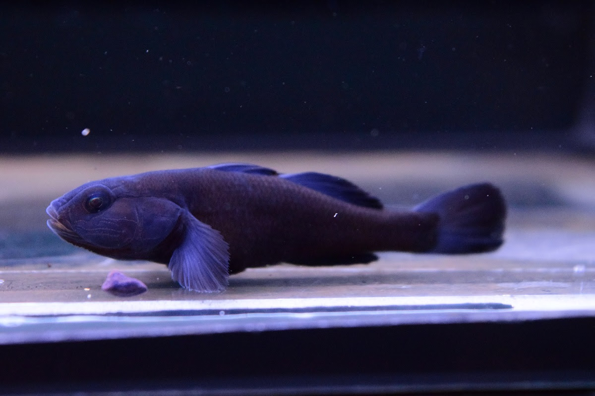 ハゼ 静岡市の熱帯魚専門店 大型魚 古代魚 珍魚 World Rivers