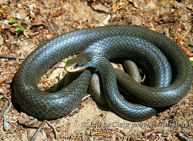 North American Racer Coluber Constrictor Amphibians And Reptiles Of Iowa