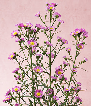 フラワーアレンジメント教室 花かご便り 花言葉 孔雀草 クジャクソウ