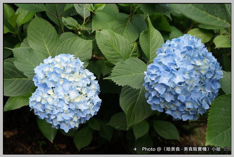 日本 岡山3 2 吉備津神社 桃太郎有淵源的神社 大迴廊跟紫陽花園 哈美食 美食販賣機 請投幣 Udn部落格