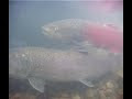 Видео Sakhalin taimen